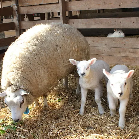 Apartment Newhouse Logies Zevenhoven